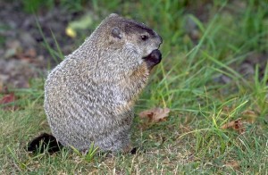 Groundhog or woodchuck?