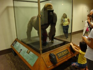 Bushman the Gorilla at the Field Museum