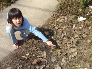 Spring has sprung ~ the first flower of spring