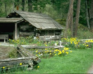 We have a cabin in ______. (forest)  ==> We have a cabin in the forest.