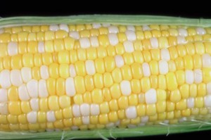11.  an ear of corn