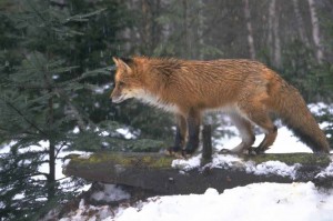 One fox