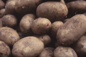 Many potatoes