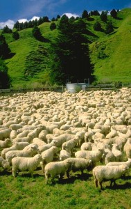 There are a lot of ________ in the pasture.   ==>  There are a lot of sheep in the pasture.